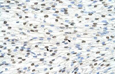 Immunohistochemistry-Paraffin: DAZAP1 Antibody [NBP1-57255]