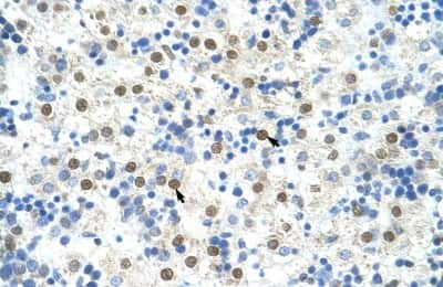 Immunohistochemistry-Paraffin: DAZAP1 Antibody [NBP1-57255]