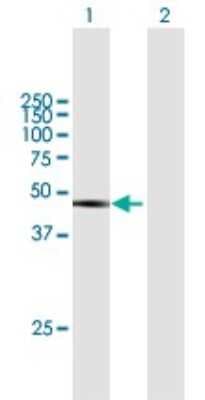 Western Blot: DAZAP1 Antibody [H00026528-B01P]