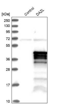 Western Blot: DAZL Antibody [NBP1-85306]