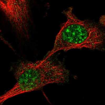 Immunocytochemistry/ Immunofluorescence: DBNDD1 Antibody [NBP1-82292]