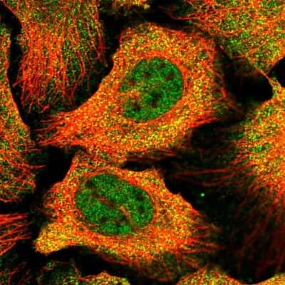 Immunocytochemistry/ Immunofluorescence: DBNDD2 Antibody [NBP1-91819]