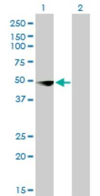 Western Blot: DBPA Antibody (4D9) [H00008531-M02]
