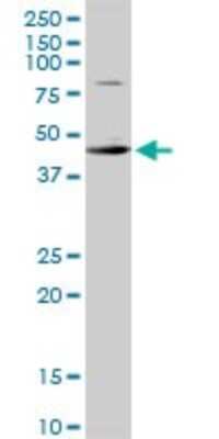 Western Blot: DBPA Antibody [H00008531-D01P]
