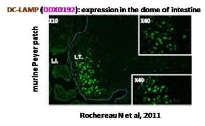 Immunocytochemistry/ Immunofluorescence: DC-LAMP Antibody (1006F7.05) [DDX0192P-100]