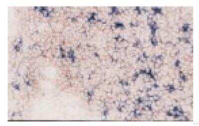 Immunohistochemistry: DC-LAMP Antibody (104G4) [DDX0190P-100]