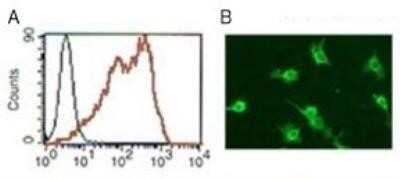 Flow Cytometry: DC-SIGN/CD209 Antibody (109H12.03) [DDX0207]