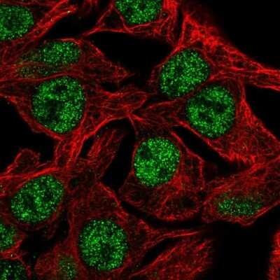 Immunocytochemistry/ Immunofluorescence: DC8 Antibody [NBP2-58614]