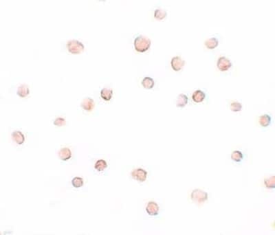 Immunocytochemistry/ Immunofluorescence: DCAF12 Antibody - BSA Free [NBP1-77373]