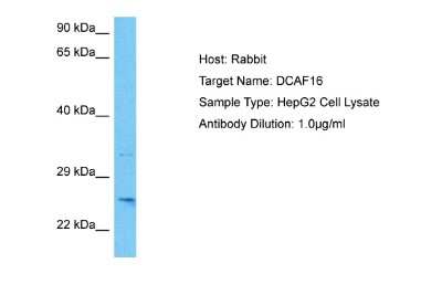 Western Blot: DCAF16 Antibody [NBP2-82812]