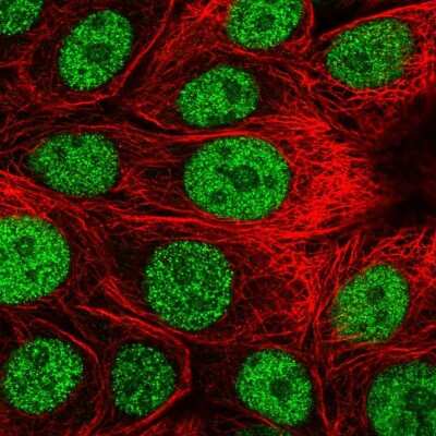 Immunocytochemistry/ Immunofluorescence: DCAF4 Antibody [NBP1-91820]