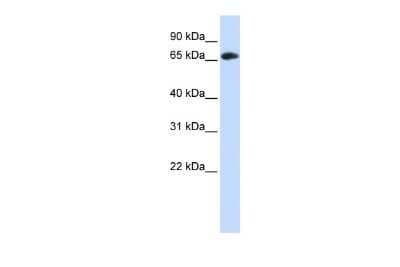 Western Blot: DCAF4 Antibody [NBP2-87099]