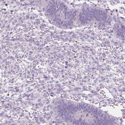 Immunohistochemistry-Paraffin: DCAF8L1 Antibody [NBP1-93435]
