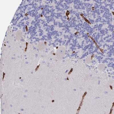 Immunohistochemistry-Paraffin: DCHS2 Antibody [NBP2-38046]