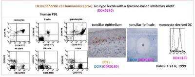 Immunohistochemistry-Paraffin: DCIR/CLEC4A Antibody (111F8.04) [DDX0180P-100]