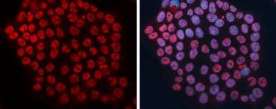 Immunocytochemistry/ Immunofluorescence: DCK Antibody (10412) [NBP2-43639]