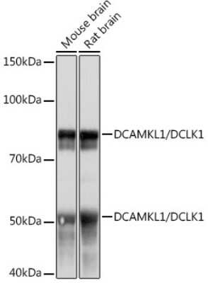 Western Blot: DCLK1 Antibody (8C8T3) [NBP3-16391]