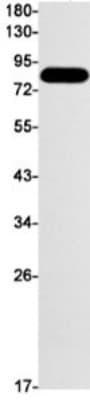 Western Blot: DCLK1 Antibody (S05-8D6) [NBP3-19952]