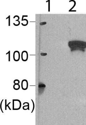 Western Blot: DCLRE1B Antibody (OTI2B7)Azide and BSA Free [NBP2-72152]