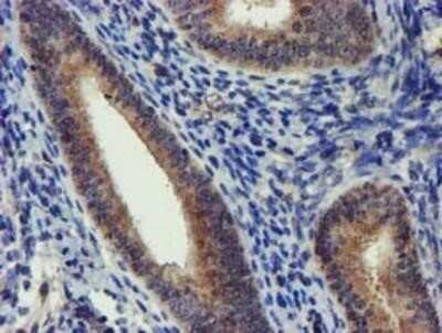 Immunohistochemistry-Paraffin: DCLRE1B Antibody (OTI2B7) [NBP2-03563]