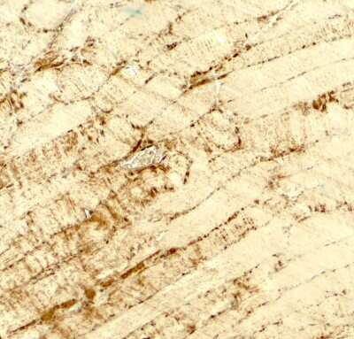 Immunohistochemistry: DCNP1 Antibody - BSA Free [NBP2-81911]