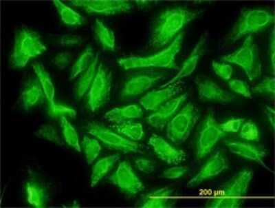 Immunocytochemistry/ Immunofluorescence: DCUN1D1 Antibody (3D7) [H00054165-M01]