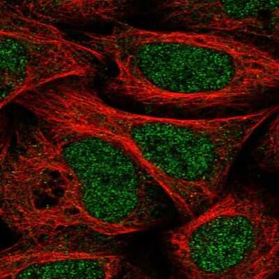 Immunocytochemistry/ Immunofluorescence: DCUN1D1 Antibody [NBP1-85275]