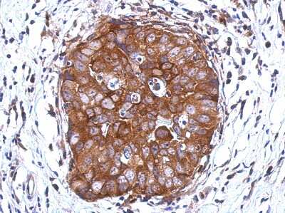 Immunohistochemistry-Paraffin: DCUN1D2 Antibody [NBP2-16118]