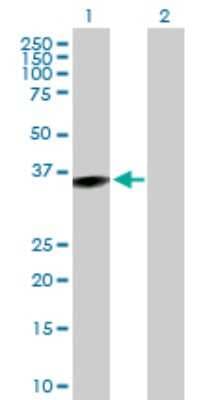 Western Blot: DCUN1D3 Antibody [H00123879-B01P]