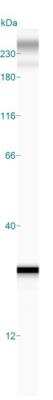 Simple Western: DCUN1D5 Antibody [NBP2-30432]