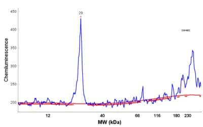 Simple Western: DCUN1D5 Antibody [NBP2-30432]