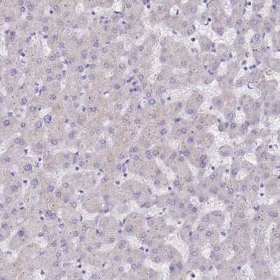 Immunohistochemistry-Paraffin: DDHD1 Antibody [NBP2-13903]