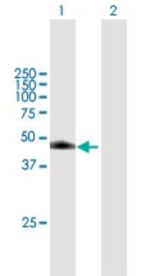 Western Blot: DDI1 Antibody [H00414301-B01P]