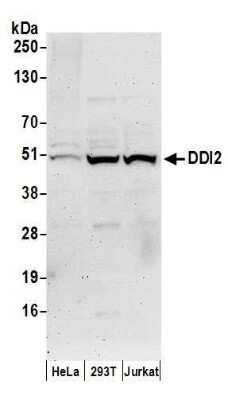 Western Blot: DDI2 Antibody [NBP2-36795]