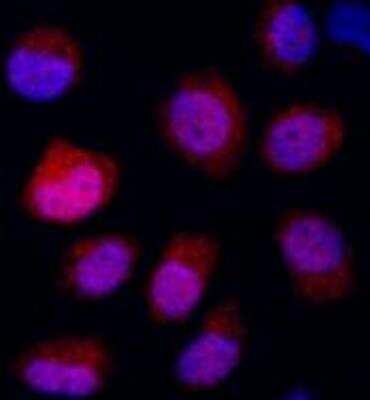 Immunocytochemistry/ Immunofluorescence: DDIT4 Antibody [NBP1-22966]