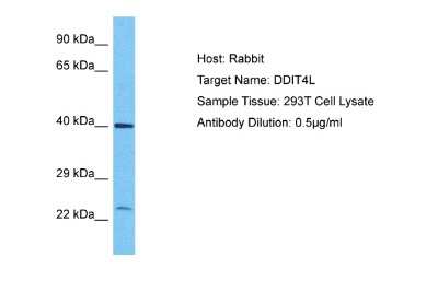 Western Blot: DDIT4L Antibody [NBP1-55005]