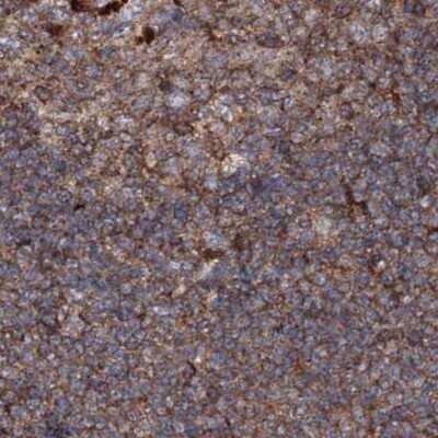 Immunohistochemistry-Paraffin: DDO Antibody [NBP1-85884]