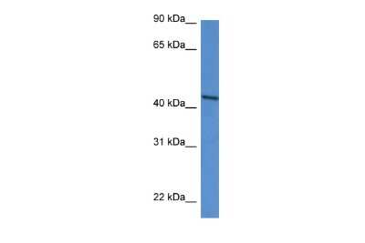 Western Blot: DDO Antibody [NBP3-10665]