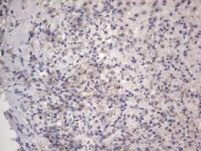 Immunohistochemistry: DDOST Antibody (OTI2B4) - Azide and BSA Free [NBP2-70561]