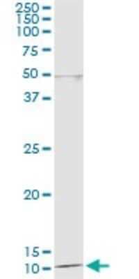 Immunoprecipitation: DDT Antibody (1D5) [H00001652-M04]
