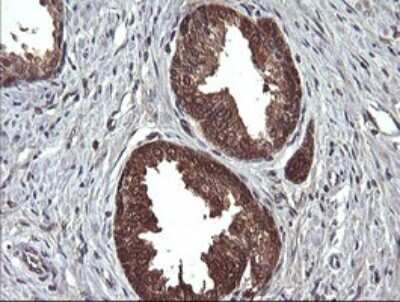 Immunohistochemistry: DDT Antibody (OTI1H3) [NBP2-45677]