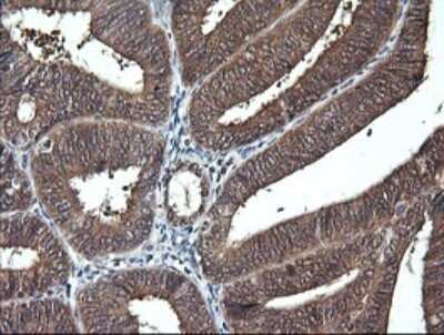 Immunohistochemistry: DDT Antibody (OTI1H3) - Azide and BSA Free [NBP2-70562]