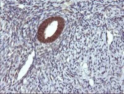 Immunohistochemistry: DDT Antibody (OTI1H3) - Azide and BSA Free [NBP2-70562]