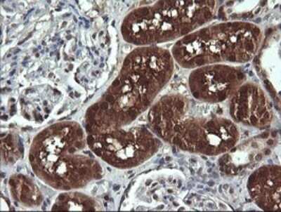 Immunohistochemistry: DDT Antibody (OTI1H3) - Azide and BSA Free [NBP2-70562]