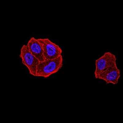 Immunocytochemistry/ Immunofluorescence: DDX1 Antibody (3E5B2) - BSA Free [NBP2-61744]