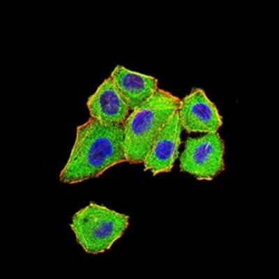 Immunocytochemistry/ Immunofluorescence: DDX1 Antibody (3E5E2) - BSA Free [NBP2-61745]