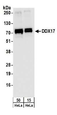 Western Blot: DDX17 Antibody [NB200-352]
