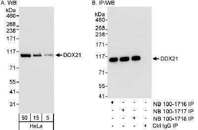 Western Blot: DDX21 Antibody [NB100-1716]
