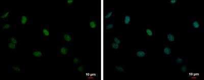 Immunocytochemistry/ Immunofluorescence: DDX23 Antibody [NBP2-16129]