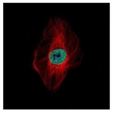 Immunocytochemistry/ Immunofluorescence: DDX23 Antibody [NBP2-16130]